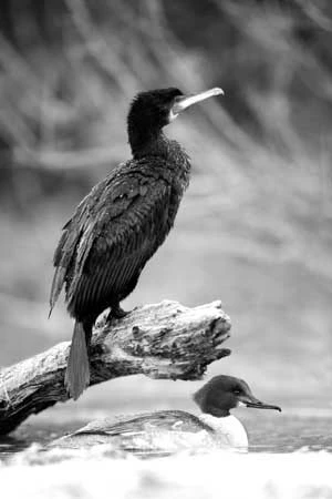 Kormoran i nurogęś. Fot. Artur Tabor
