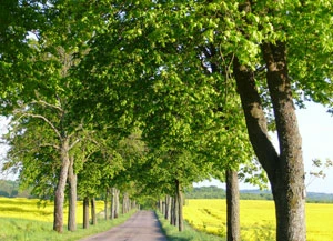 Aleja Święta Lipka –Mragowo. Fot. Krzysztof A. Worobiec
