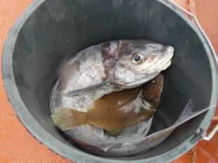 Kilkanaście lat temu wielkie stada dorszy ruszyły na Spitsbergen wraz z postępującym ociepleniem, lokalny ekosystem wzbogacił się o nową usługę o wielkich konsekwencjach społeczno-ekonomicznych. Czy to znaczy, że przez obecność lub liczebność dorsza będziemy oceniali środowisko? Fot. Jan Marcin Węsławski