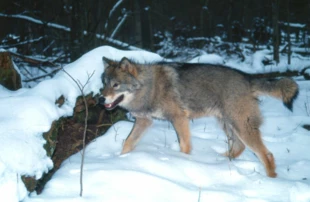 Wilk Kazan, oswojony wilk, który trafił do Instytutu Biologii Ssaków PAN (wtedy do Zakładu Badania Ssaków PAN), gdy zbiegł od człowieka, który go wychowywał. Były „właściciel” został później zlokalizowany i odebrano mu jeszcze drugiego wilka. Po przygotowaniu przez Białowieski Park Narodowy odpowiedniego wybiegu w Rezerwacie Pokazowym Żubrów dla wilków, oba osobniki zostały przekazane do tego ośrodka. Fot. Włodzimierz Jędrzejewski