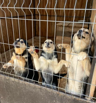 Zwierzęta z Ukrainy czekają na nowe domy i swoich opiekunów