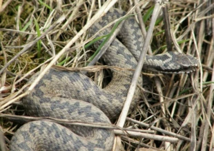 Żmija, Kielce, okolice rezerwatu Sufraganiec