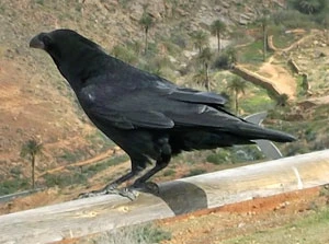 Kruk na Fuerteventurze. Najpiękniejsze wspomnienie z pobytu na wyspie. Dał się podziwiać z bliskiej odległości. Fot. Justyna Tymieniecka-Suchanek