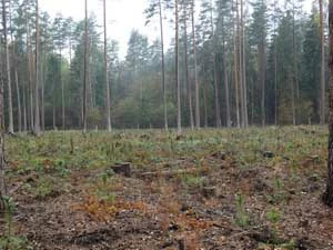 
Obraz Puszczy po ingerencji leśników – brak martwego drewna, zniszczone naturalne odnowienie, przygotowanie gleby i monokultura sosnowa posadzona w rządek. Fot. Adam Bohdan
