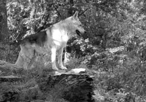 Skukam. Fot. Juraj Lukáč