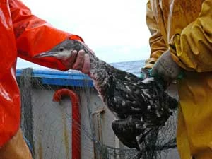 
Nur czarnoszyi wyplątywany przez rybaków. Fot. Archiwum Grupy Badawczej Ptaków Wodnych Kuling
