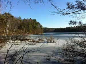 Zatoczka Thoreau’s Cove nieopodal miejsca gdzie znajdowała się chata Thoreau, styczeń 2012 r. Fot. Anna Patejuk
