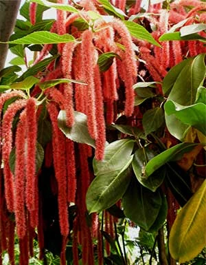 Amarantus – nazywany zbożem XXI wieku – w Polsce jest uprawiany głównie województwie lubelskim. Fot. flickr.com