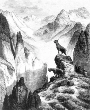 F. Brzozowski, Z dziedziny skalnic (kóz dzikich) w Tatrach, w: „Tygodnik Ilustrowany” 1881, nr 285, s. 369, Biblioteka Narodowa/Polona
