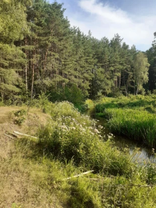 Rzeka Grabia meandrująca między wioskami Rokitnica – Barycz – Kolonia Ldzań – Ldzań, lipiec 2024 r. Fot. Agnieszka Boruta