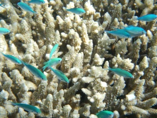 
Bielenie koralowców Wielkiej Rafy Koralowej to sygnał nadciągającej zapaści ekosystemów. Fot. pixabay.com
