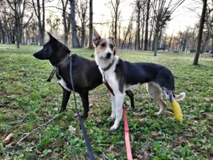 Asya z Kijowa i Gazda z Sum na spacerze we wrocławskim Parku. Fot. Alan Weiss