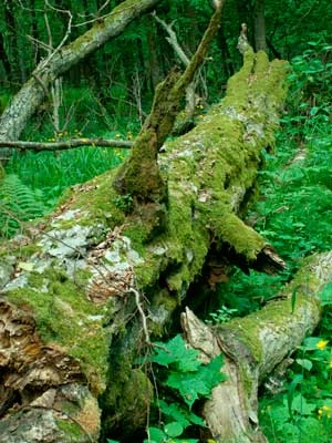 Puszcza Białowieska. Fot. Krzysztof Wojciechowski