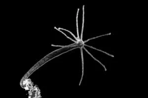 
Chlorohydra viridissima – swoiste konsorcjum stułbii i glonów
