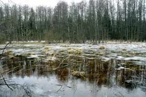 Puszcza Białowieska. Fot. Małgorzata Tokarska