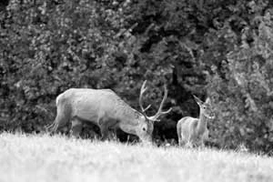 
Na jelenie nie wolno polować na terenie otuliny Bialowieskiego Parku Narodowego. Fot. Łukasz Koba
