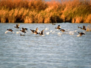 
Obszar chroniony delty rzeki Göksu – Kuş Cenneti („Ptasi Raj”), jeden z najważniejszych punktów na ornitologicznej mapie Turcji. Fot. Aytaç Kurtuba
