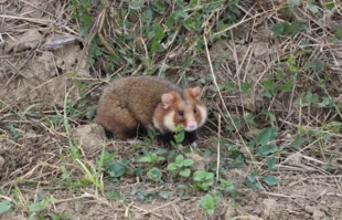 Chomik europejski. Fot. Archiwum Pracowni