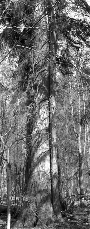 
Drugie drzewo, czyli świerk wyrosły z nasiona upuszczonego przez dzięcioła z kuźni w starym dębie. Fot. Janusz Korbel
