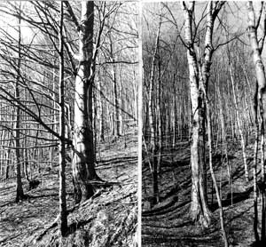 Pomnikowe buki i jawory nad jeziorem Wielka Łąka na wschodnim stoku Wysokiego, średnica w pierśnicach pow. 100 cm.