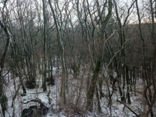 Plątanina gałęzi i konarów w łęgu zboczowym. Fot. Bartosz Świątek