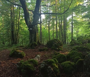 Buk w Ostoi Złotopotockiej. Fot. Łukasz Bartuszek