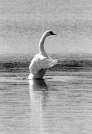 Łabędź. Fot. Sebastian Sołtyszewski