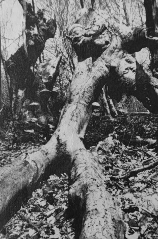 Wycięte świerki w Puszczy. Fot. Archiwum