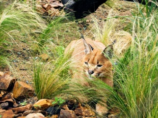 
Karakal – jeden z najbardziej charakterystycznych dzikich kotów żyjących w Turcji. Jego nazwa, oznaczająca „czarne ucho” („kara kulak”), wywodzi się właśnie z języków tureckich. Gatunek pod ścisłą ochroną – za zabicie karakala grozi kara grzywny w wysokości 13 tys. lir (ponad 11 tys. zł). Fot. Anna Zielińska-Hoşaf
