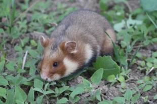 Chomik europejski. Fot. Archiwum Pracowni