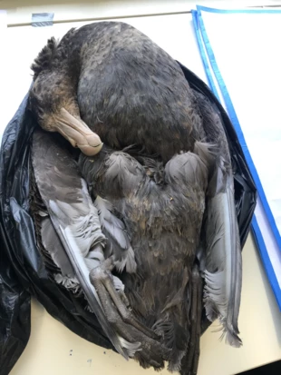 Sekcja petrelca olbrzymiego, w mięśniowej części żołądka znajdowały się drobne fragmenty plastiku. Fot. Zuzanna Jagiełło