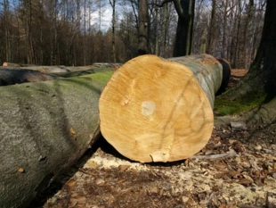 Wycięte stare buki w Lasach Murckowskich. Fot. Grzegorz Chwoła
