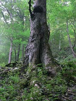 Fot. Ryszard Kulik