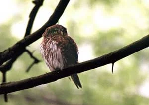 Sóweczka. Fot. Piotr Woźniak