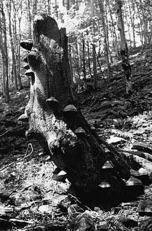 Buk w Bieszczadach. Fot. Jan Darecki