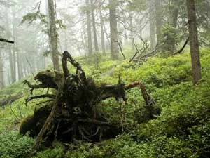 Babiogórski Park Narodowy. Fot. Krzysztof Wojciechowski