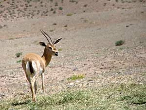 
Młody jeleń na pustyni. Fot. Hossein Koushe
