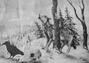 Wilk. Malował Bogdan Gorczyca