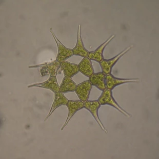 
Pediastrum simplex LM – Gatunek notowany w planktonie różnych, eutroficznych wód. Fot. Joanna Czerwik-Marcinkowska

