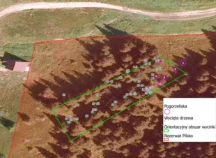 
Ortofotografia terenu, na którym została dokonana wycinka w rezerwacie „Pilsko”. Oprac. PnrWI

