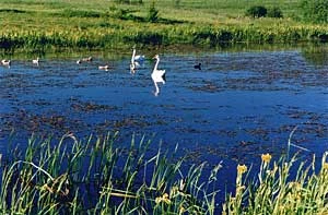 
Mazury – są jeszcze dzikie miejsca. Fot. Krzysztof Worobiec
