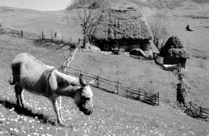 Fot. Jacek Zachara