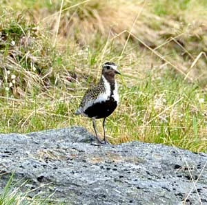 Siewka złota. Fot. Marek Styczyński