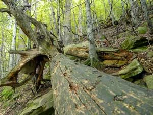 
Rezerwat Baniska w Beskidzie Sądeckim – las pozostawiony sobie od niemal 100 lat dziś jest prawdziwą przyrodniczą perłą. Fot. Ryszard Kulik

