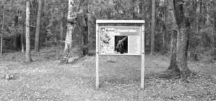 Brzoza z głową żubra. Fot. Janusz Korbel