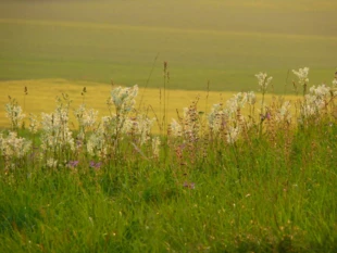 Zespół z dominacją szałwi łąkowej. Autorem wszystkich zdjęć jest Łukasz Misiuna