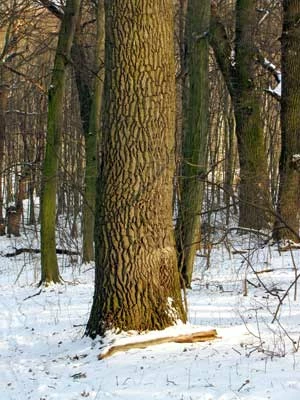 Dąb w PN Hołosiwski Las w Kijowie. Fot. Krzysztof Wojciechowski