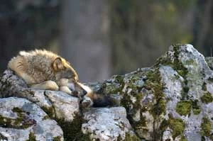 
Presja łowiecka ma ogromny wpływ na wielkość grup rodzinnych wilków, integralność socjalną i terytorialną watah. Anders Illum, flickr.com/photos/11968776@N05/2400857504/
