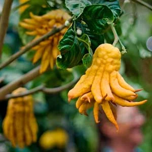 Ręka Buddy – cytrus, w wierze buddyjskiej roślina uchodzi za świętą. flickr.com