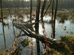 Tereny podmokłe między Katowicami i Gliwicami. To, co z pozoru bezużyteczne, jest warunkiem naszego przetrwania. Fot. Ryszard Kulik